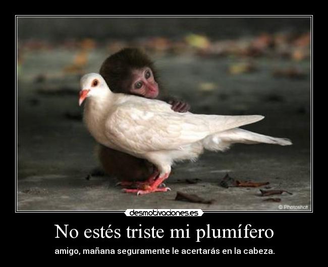 No estés triste mi plumífero - amigo, mañana seguramente le acertarás en la cabeza.