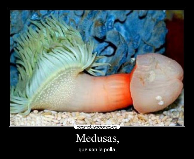 Medusas, -