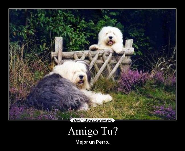 Amigo Tu? -