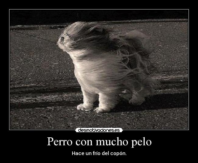 Perro con mucho pelo - 