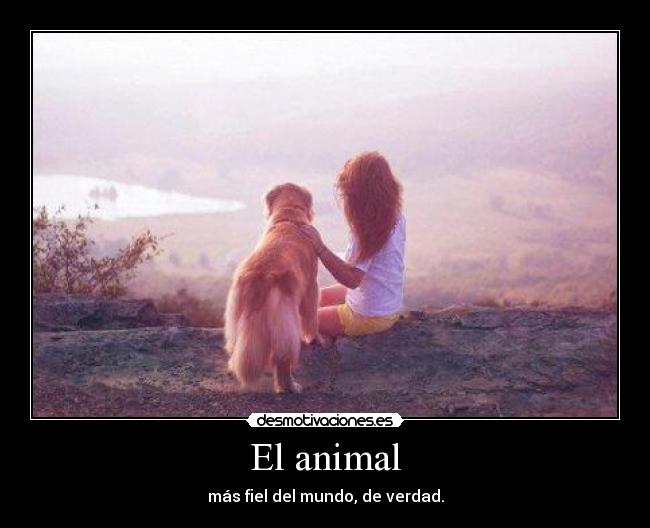 El animal - más fiel del mundo, de verdad.