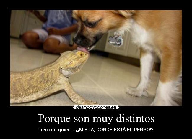 carteles pogona perro quieren muchpoco desmotivaciones