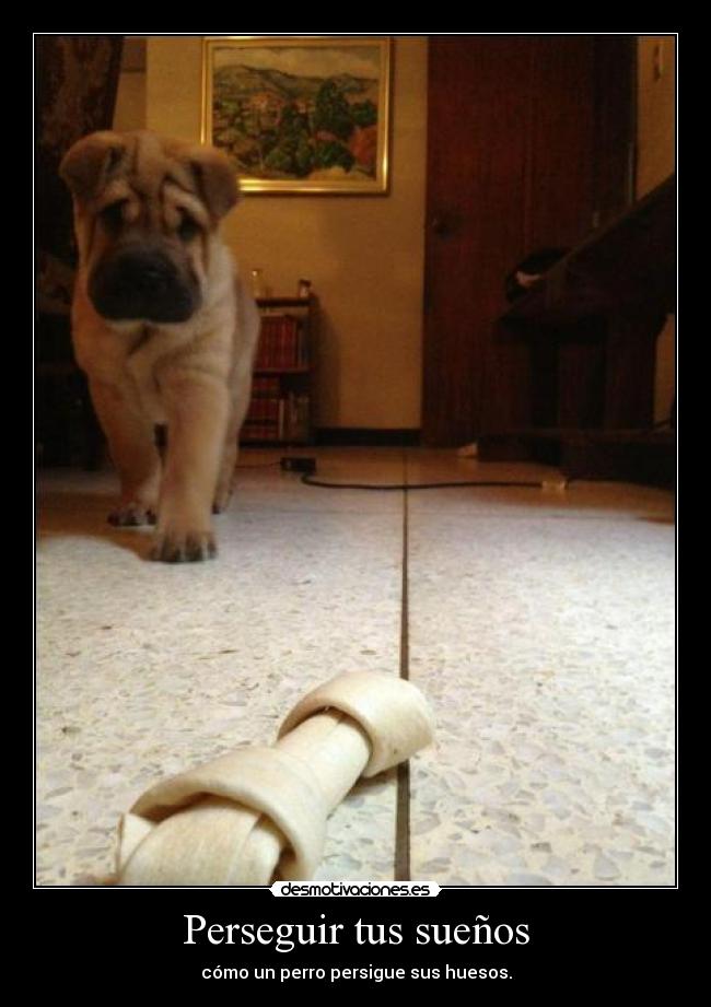 Perseguir tus sueños - cómo un perro persigue sus huesos.