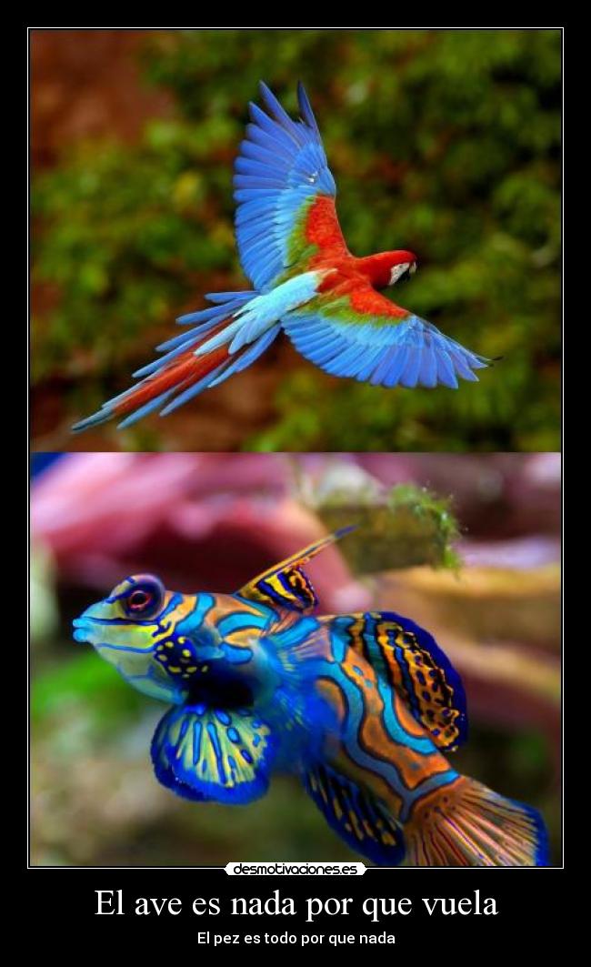 El ave es nada por que vuela - El pez es todo por que nada