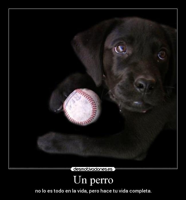carteles mascotas desmotivaciones