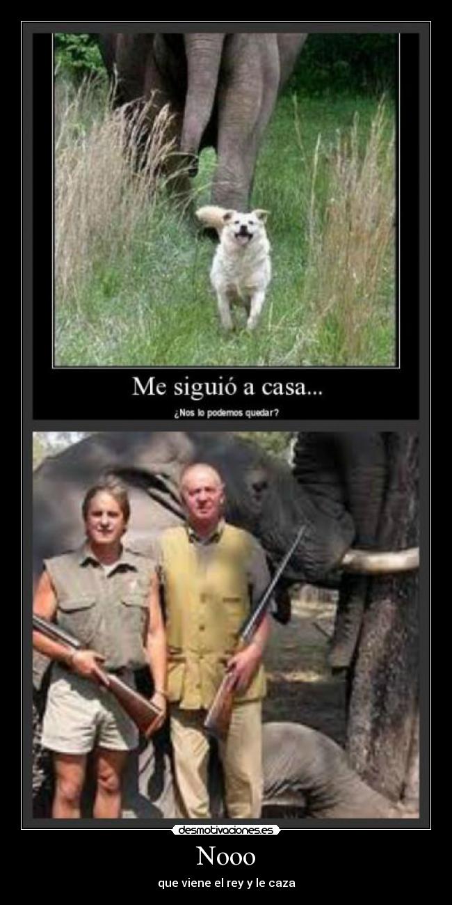 Nooo - que viene el rey y le caza