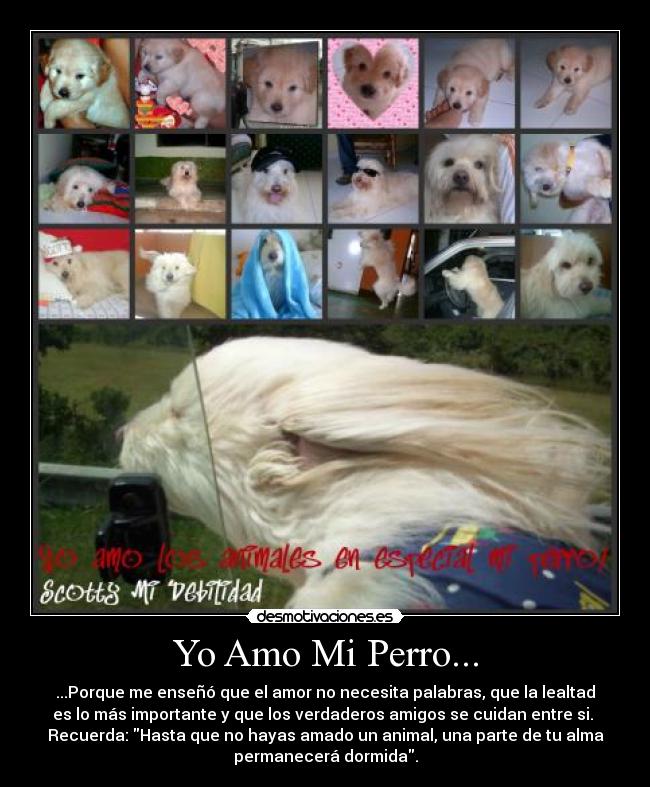 Yo Amo Mi Perro... -
