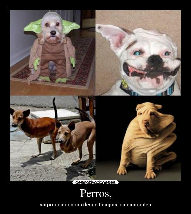Perros, -