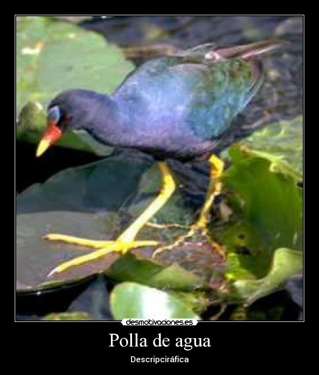 Polla de agua -