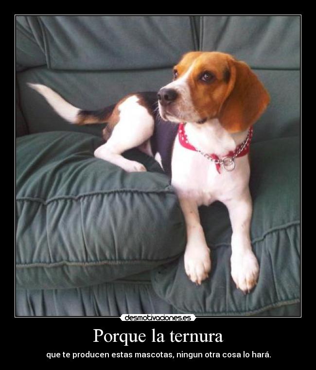 Porque la ternura - que te producen estas mascotas, ningun otra cosa lo hará.