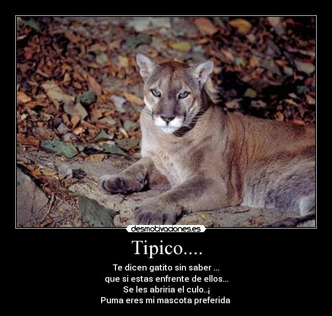 Tipico.... - Te dicen gatito sin saber ...
que si estas enfrente de ellos...
Se les abriria el culo..¡
Puma eres mi mascota preferida