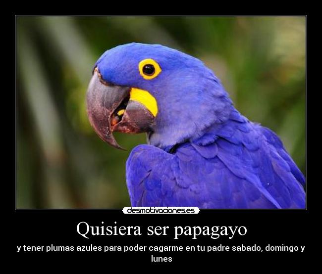 Quisiera ser papagayo - y tener plumas azules para poder cagarme en tu padre sabado, domingo y lunes