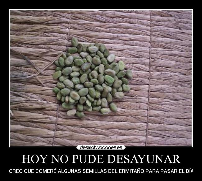 HOY NO PUDE DESAYUNAR - CREO QUE COMERÉ ALGUNAS SEMILLAS DEL ERMITAÑO PARA PASAR EL DÍA