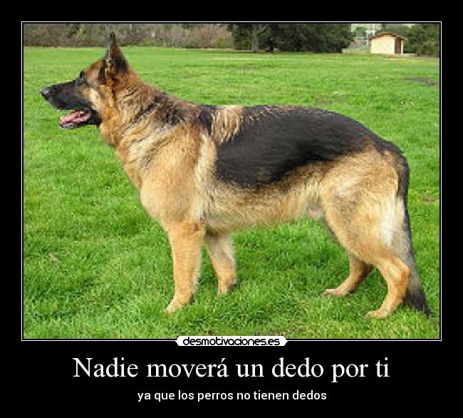 Nadie moverá un dedo por ti - ya que los perros no tienen dedos