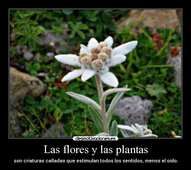 Las flores y las plantas -