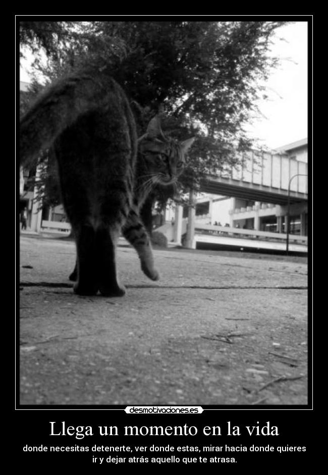 carteles vida neko desmotivaciones