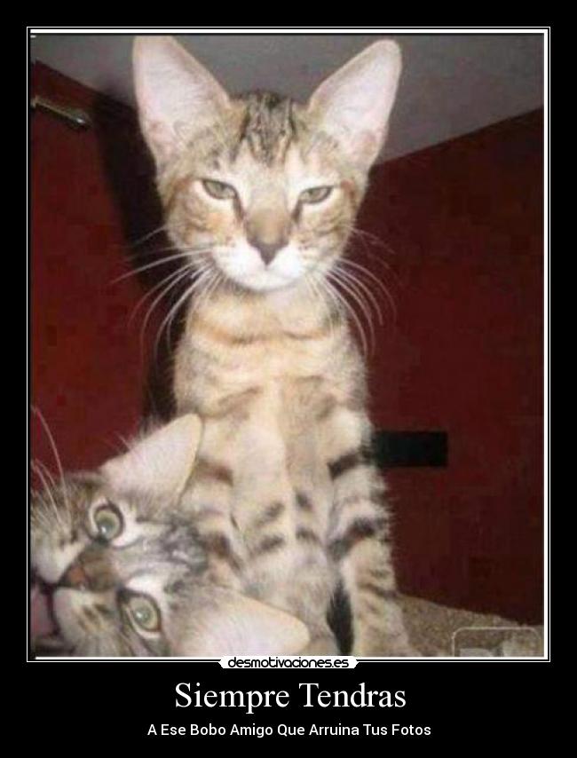 Siempre Tendras - A Ese Bobo Amigo Que Arruina Tus Fotos