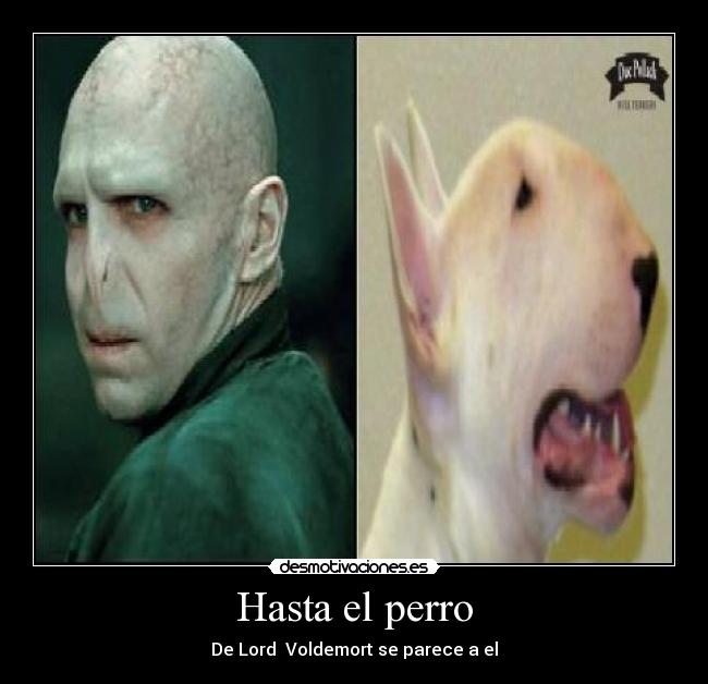 Hasta el perro -