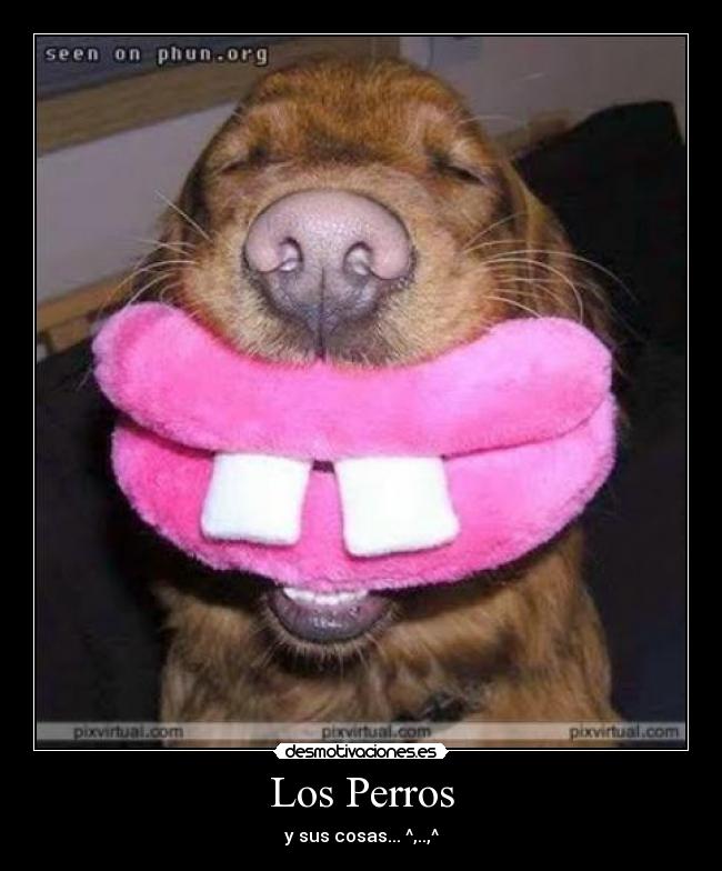 Los Perros -