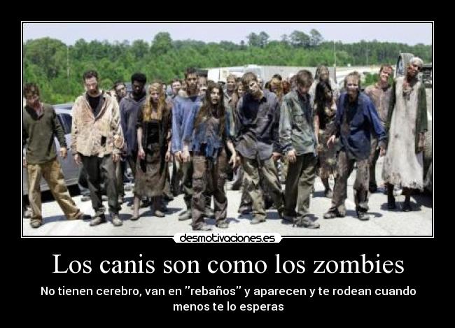 Los canis son como los zombies - No tienen cerebro, van en rebaños y aparecen y te rodean cuando
menos te lo esperas