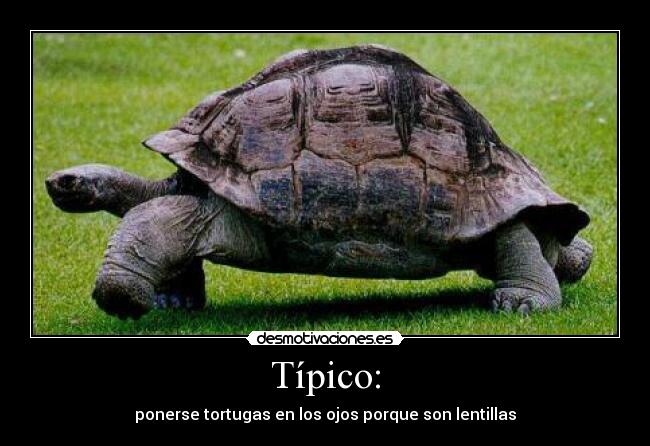 Típico: - ponerse tortugas en los ojos porque son lentillas