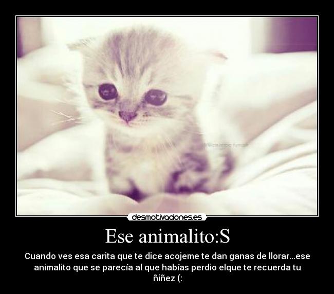 Ese animalito:S - Cuando ves esa carita que te dice acojeme te dan ganas de llorar...ese
animalito que se parecía al que habías perdio elque te recuerda tu
ñiñez (:
