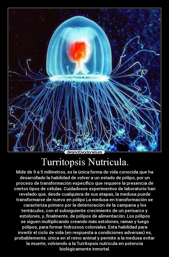 Turritopsis Nutricula. - Mide de 9 a 5 milímetros, es la única forma de vida conocida que ha
desarrollado la habilidad de volver a un estado de pólipo, por un
proceso de transformación específico que requiere la presencia de
ciertos tipos de células. Cuidadosos experimentos de laboratorio han
revelado que, desde cualquiera de sus etapas, la medusa puede
transformarse de nuevo en pólipo La medusa en transformación se
caracteriza primero por la deterioración de la campana y los
tentáculos, con el subsiguiente crecimiento de un perisarco y
estolones, y, finalmente, de pólipos de alimentación. Los pólipos
se siguen multiplicando creando más estolones, ramas y luego
pólipos, para formar hidrozoos coloniales. Esta habilidad para
invertir el ciclo de vida (en respuesta a condiciones adversas) es,
probablemente, única en el reino animal y permite a la medusa evitar
la muerte, volviendo a la Turritopsis nutricula en potencia
biológicamente inmortal.