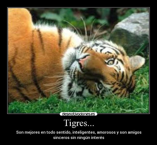 carteles tigre piensa que sienten ellos desmotivaciones