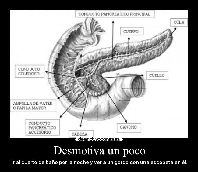 Desmotiva un poco - ir al cuarto de baño por la noche y ver a un gordo con una escopeta en él.