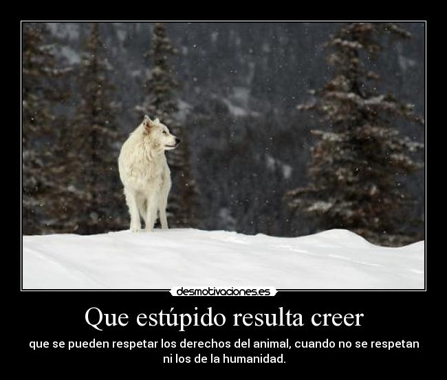 Que estúpido resulta creer - que se pueden respetar los derechos del animal, cuando no se respetan
ni los de la humanidad.