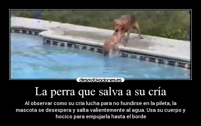 La perra que salva a su cría - Al observar como su cría lucha para no hundirse en la pileta, la
mascota se desespera y salta valientemente al agua. Usa su cuerpo y
hocico para empujarla hasta el borde