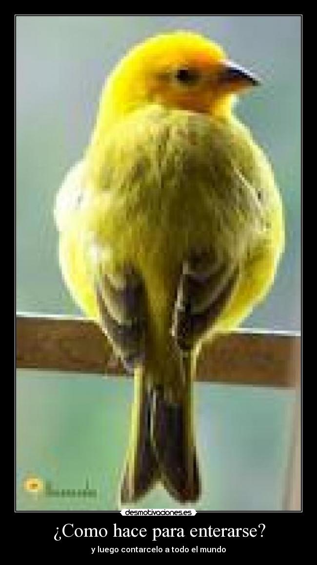 ¿Como hace para enterarse? - y luego contarcelo a todo el mundo