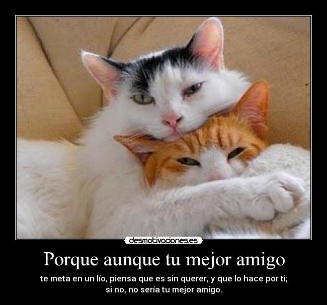 carteles perdoname best friend todo por walt amistad princii desmotivaciones