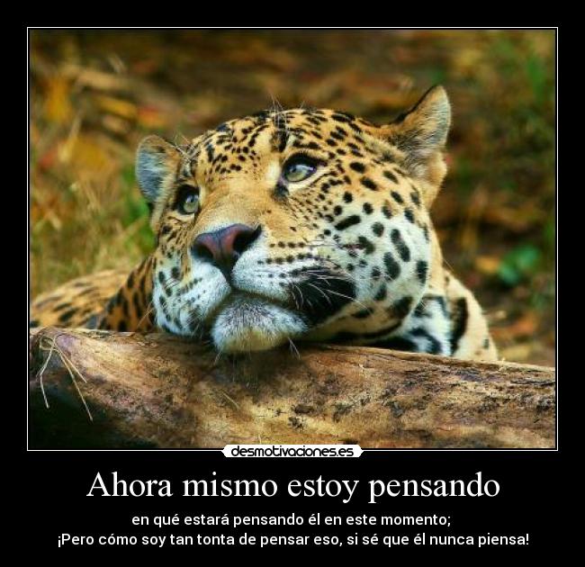 carteles pienso tontamente tkm walt subelo princi desmotivaciones