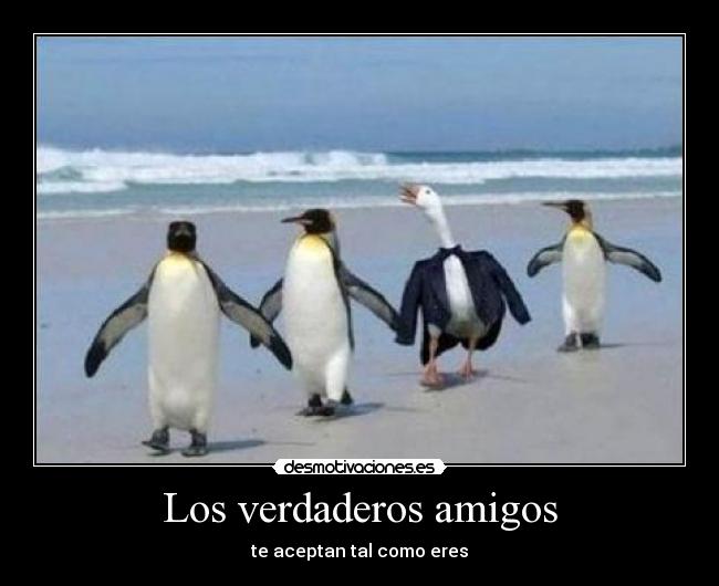 Los verdaderos amigos - te aceptan tal como eres