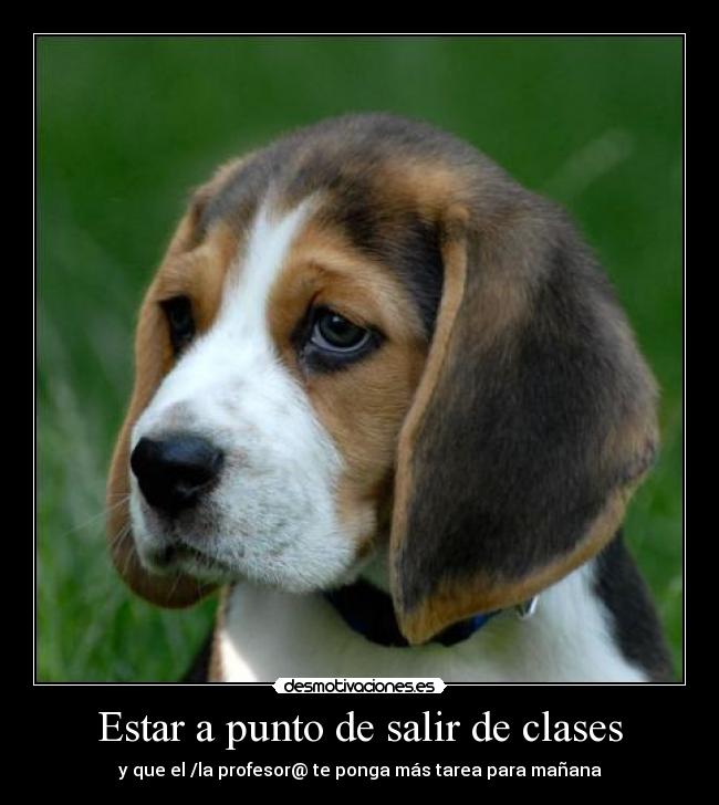 carteles clases perriot perro triste maestra escuela desmotivaciones