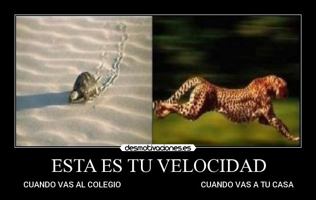 ESTA ES TU VELOCIDAD - 