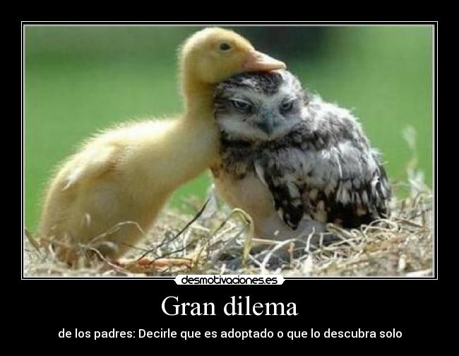 carteles adopcion dilema desmotivaciones