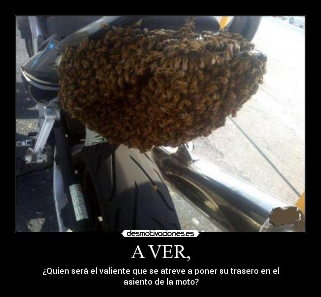 A VER, - ¿Quien será el valiente que se atreve a poner su trasero en el asiento de la moto?