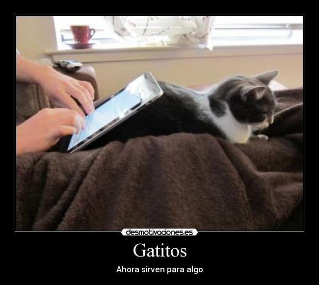 Gatitos - Ahora sirven para algo