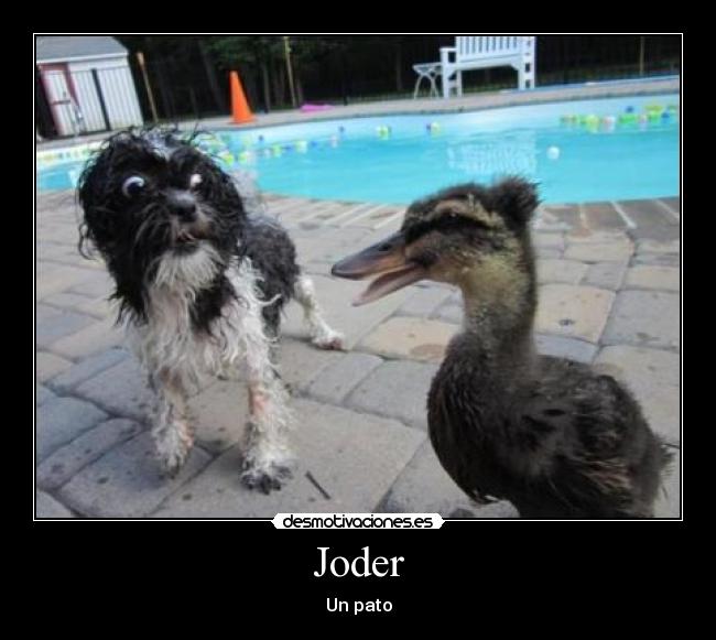 carteles pato joder piscina desmotivaciones