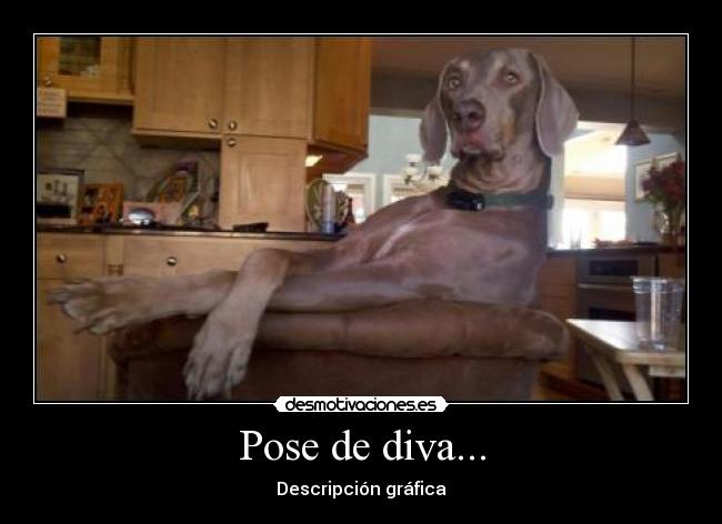 Pose de diva... - Descripción gráfica