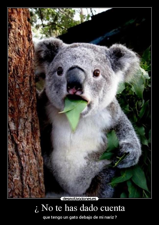 ¿ No te has dado cuenta -