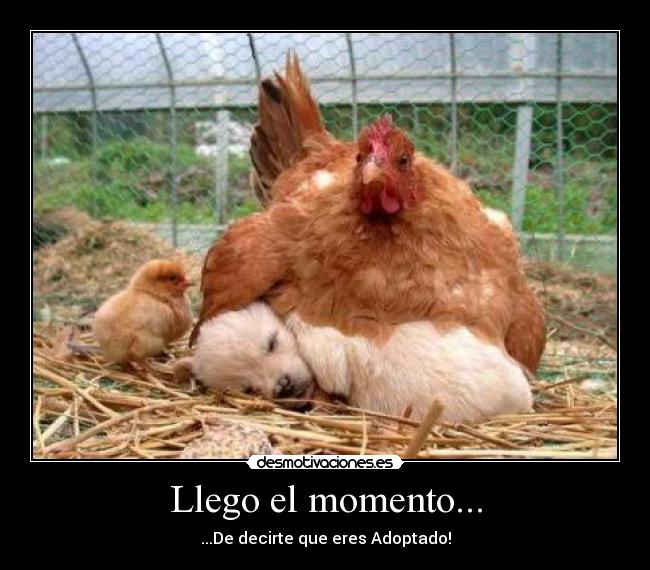 carteles adoptado perro por gallina desmotivaciones