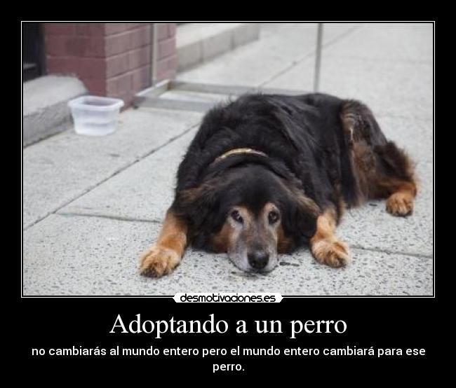 carteles fomentando adopcion animales contra del abandono por dios desmotivaciones