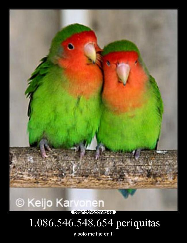 1.086.546.548.654 periquitas - y solo me fije en ti