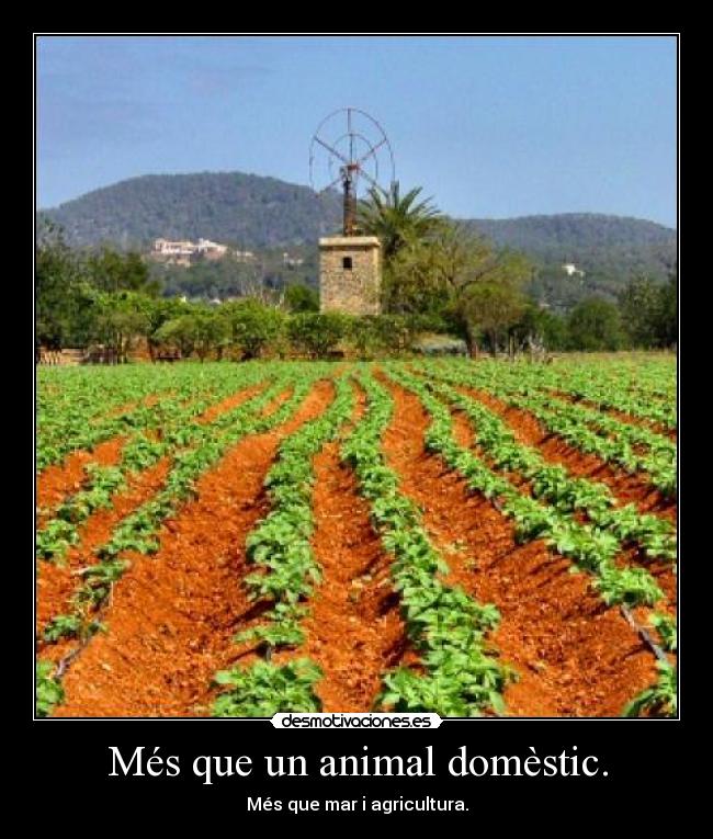 Més que un animal domèstic. - Més que mar i agricultura.
