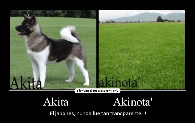 Akita Akinota -