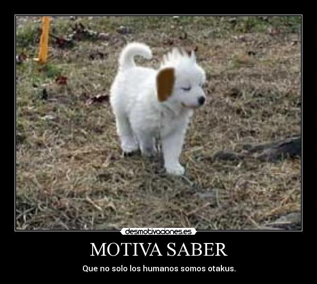 MOTIVA SABER -