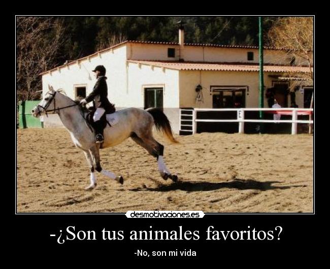 -¿Son tus animales favoritos? -